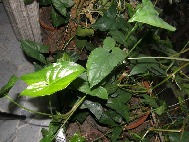 Syngonium podophyllum (Araceae)